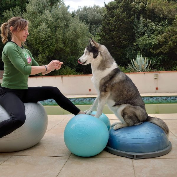 Équilibre & performance du chien sportif