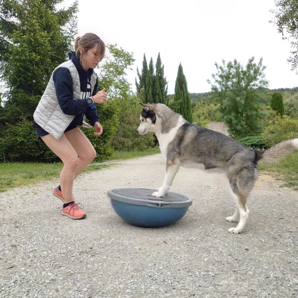 Équilibre & performance du chien sportif
