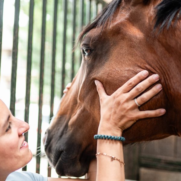 Massage tête formation du matériel au massage équin pro'animo formations professionnelle continue