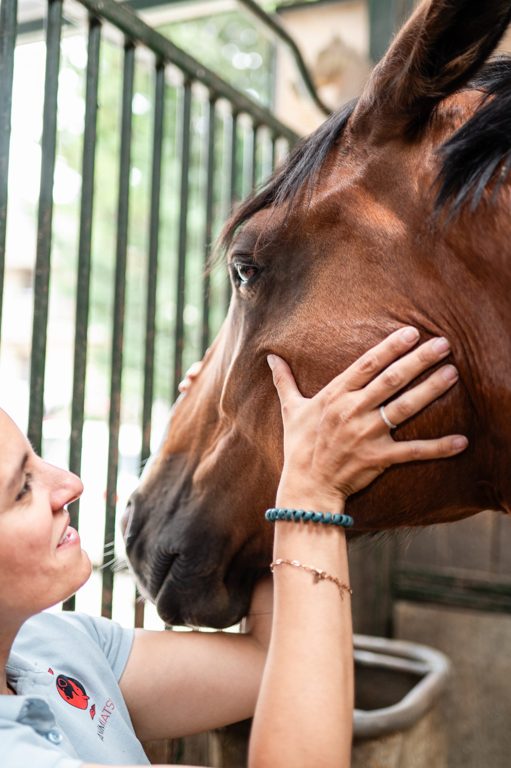 formation du matériel au massage équin pro