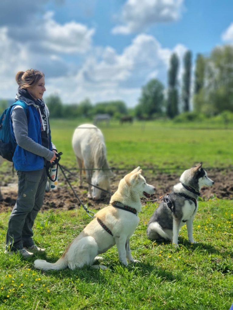 valeurs pédagogie formation professionnelle pro'animo canin équin