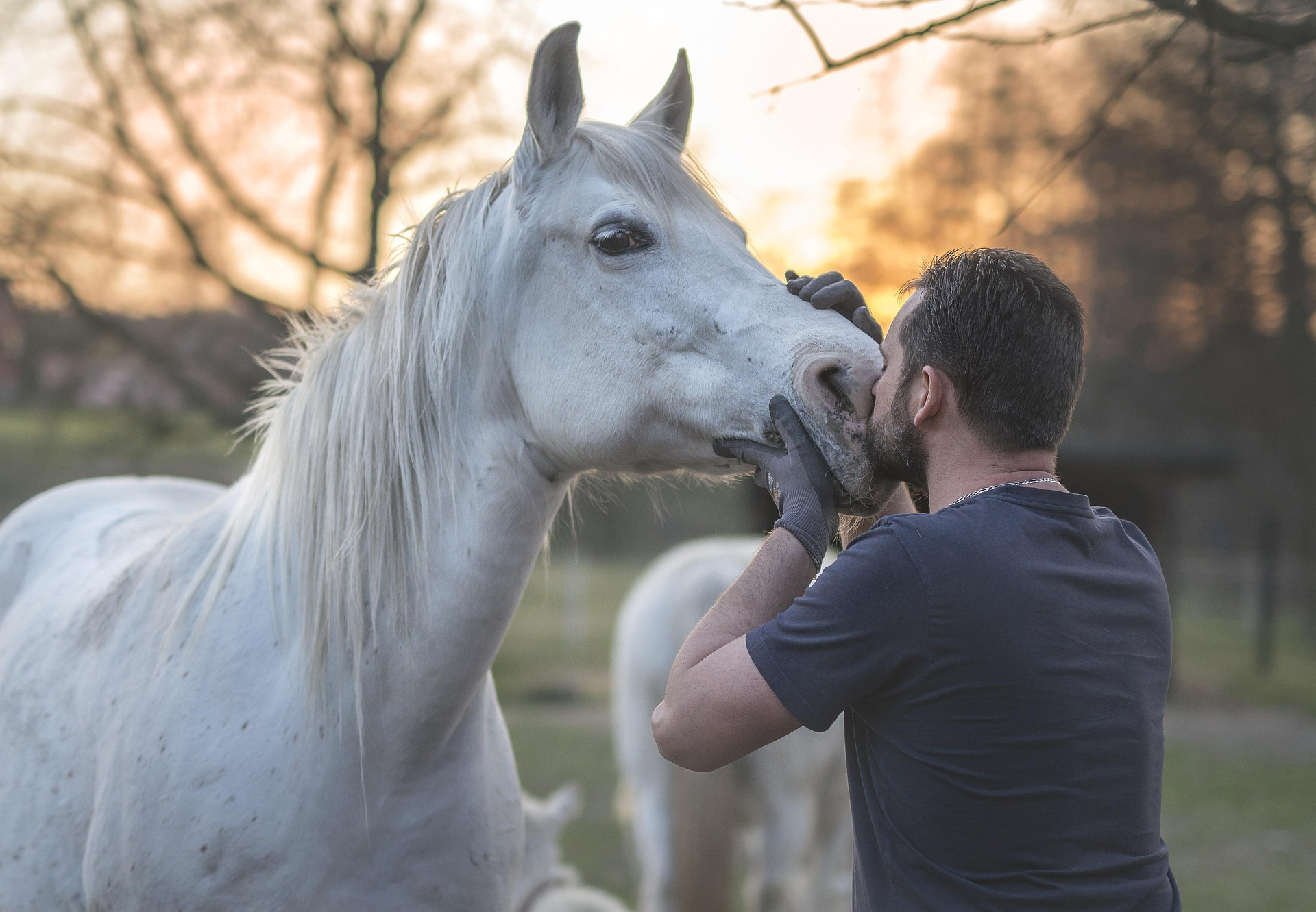 pro'animo formations équin canin chien cheval animalier présentiel formation professionnelle