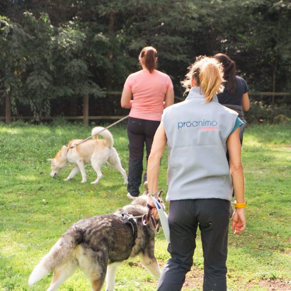 Equilibre et performance du chien sportif, Niveau 2 Expert