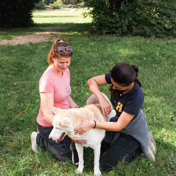Equilibre et performance du chien sportif, Niveau 2 Expert