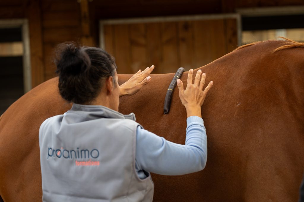 Du matériel d'équitation au massage équin