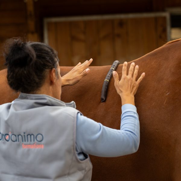 Du matériel d'équitation au massage équin