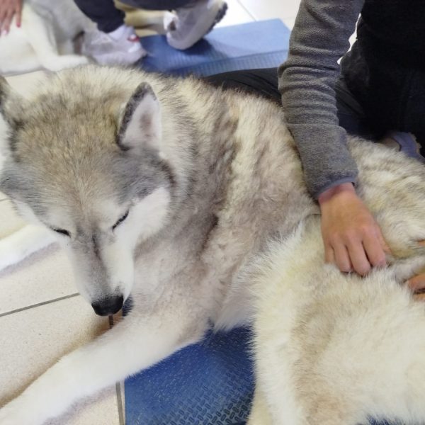 Equilibre et performance du chien sportif, Niveau 2 Expert