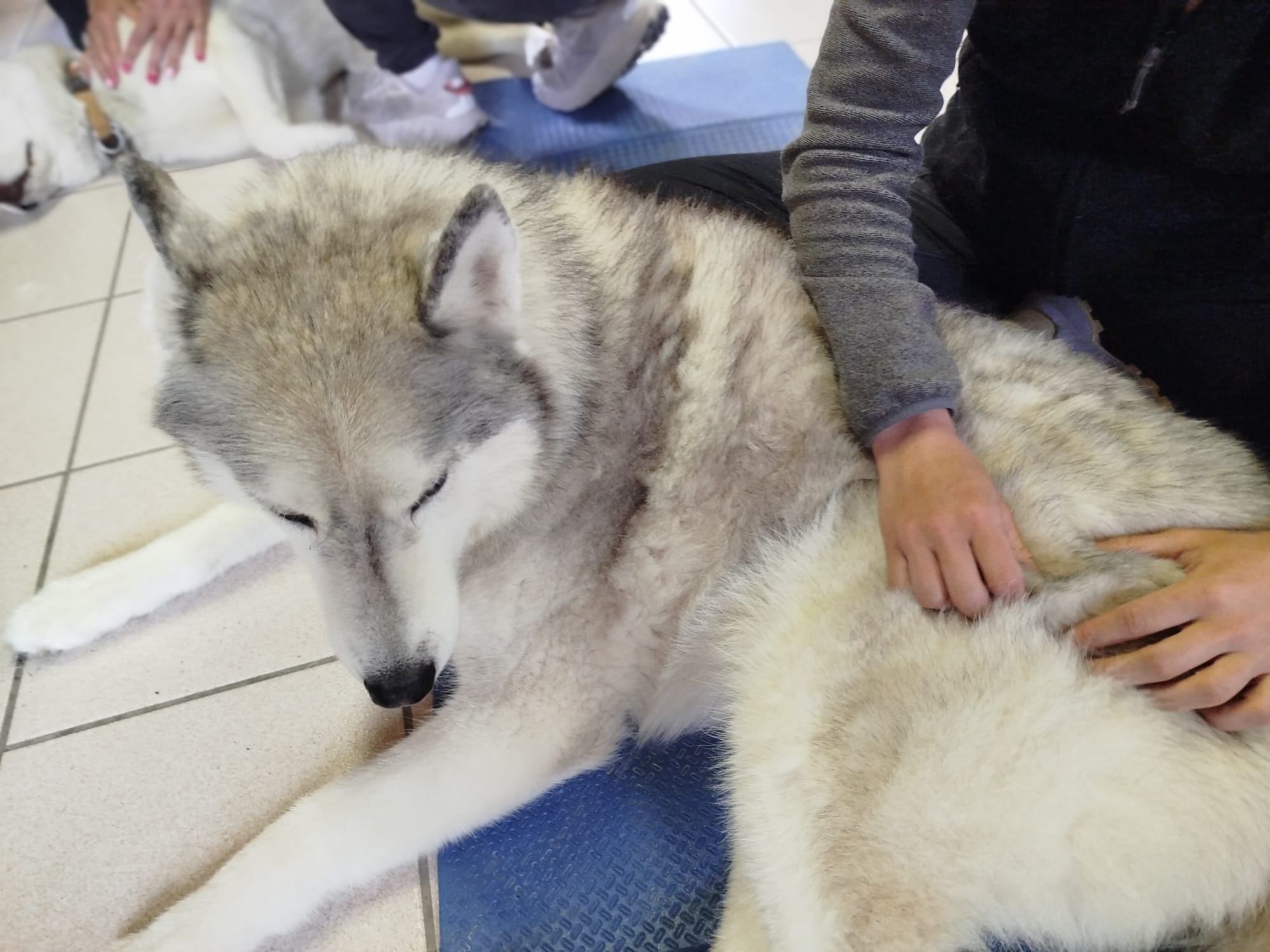 Equilibre et performance du chien sportif, Niveau 2 Expert – Image 4