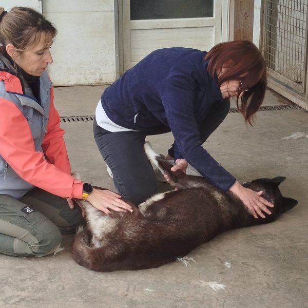 Equilibre et performance du chien sportif, Niveau 2 Expert
