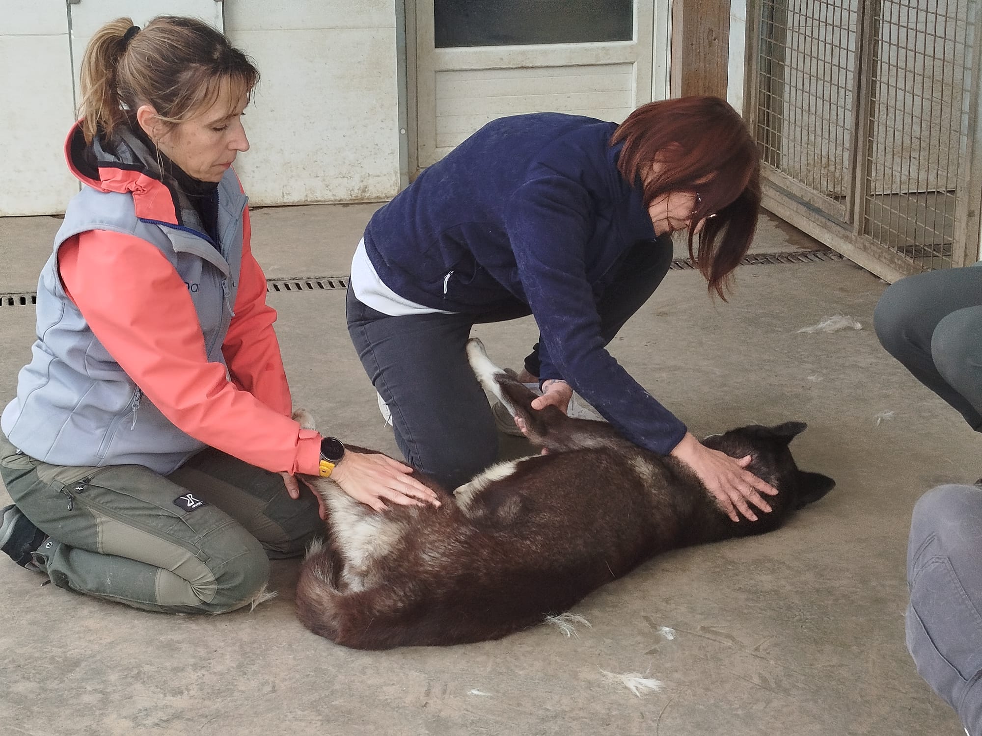 Equilibre et performance du chien sportif, Niveau 2 Expert – Image 3