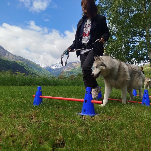Equilibre et performance du chien sportif, Niveau 2 Expert